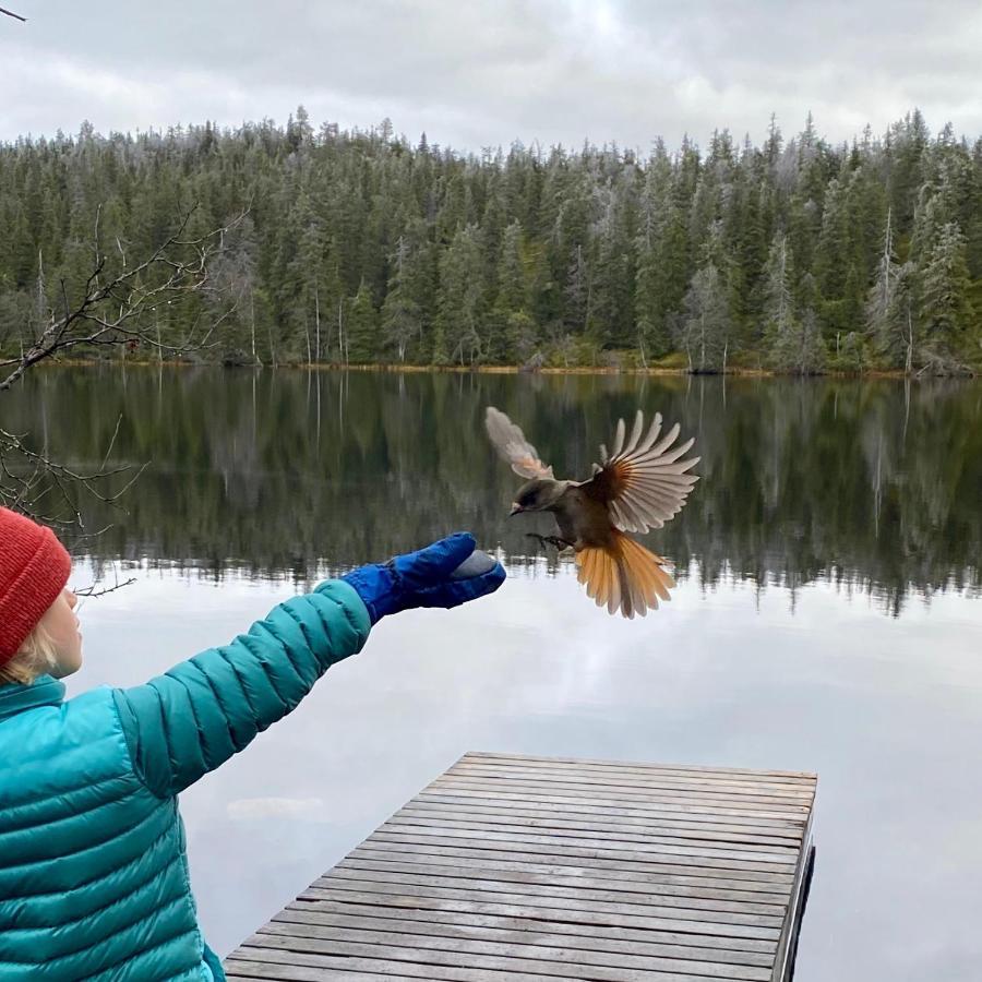 Villa Saarua By The Slopes Ski In, Family & Bike Park, Hike Trails, National Park, Wifi - Lapland Villas روكا المظهر الخارجي الصورة